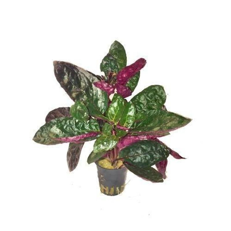 Hemigraphis colorata Terrarieplante