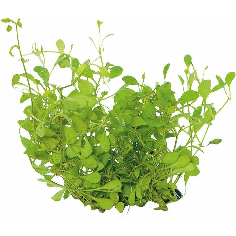 Easy Grow  Glossostigma Elatinoides Invitro