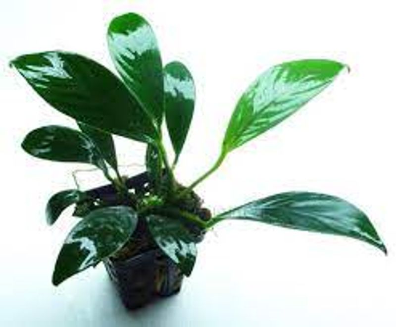 Anubias  Gilletii Akvarieplante