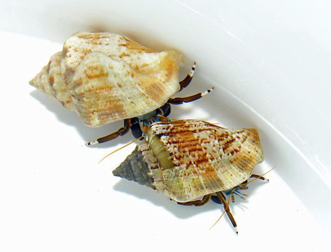 Hovedbilde Hermit crab spp