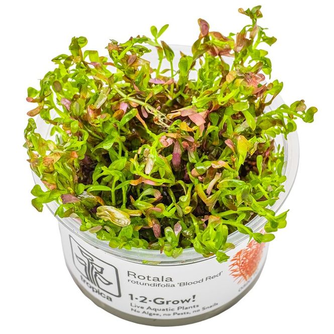 Hovedbilde Rotala rotundifolia 'Blood Red' 1-2 Grow Invitro