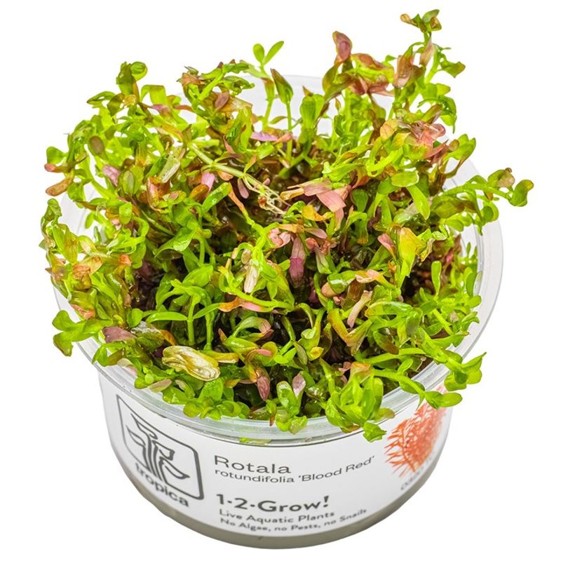 Rotala rotundifolia 'Blood Red' 1-2 Grow Invitro