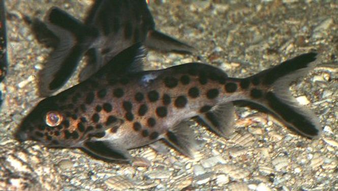 Hovedbilde Synodontis multipunctatus 6-8cm
