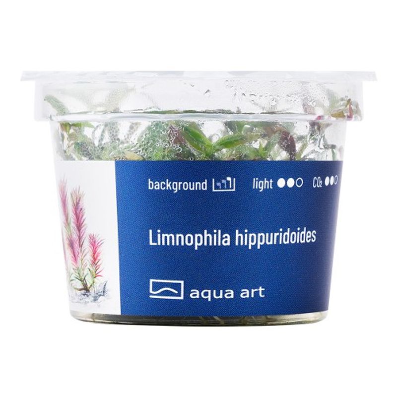 Aqua-Art Invitro Limnophila hippuridoides