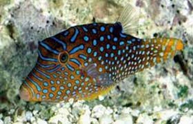 Hovedbilde Canthigaster solandri