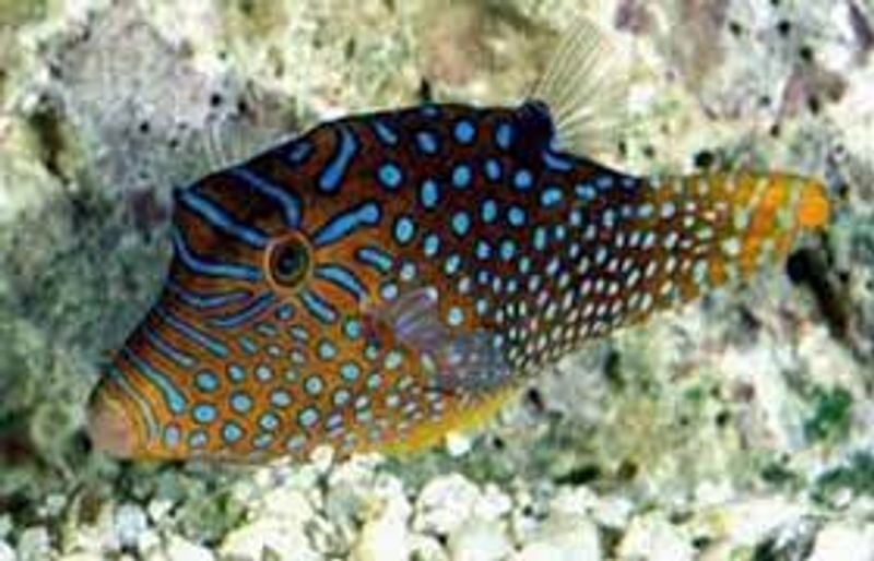 Canthigaster solandri
