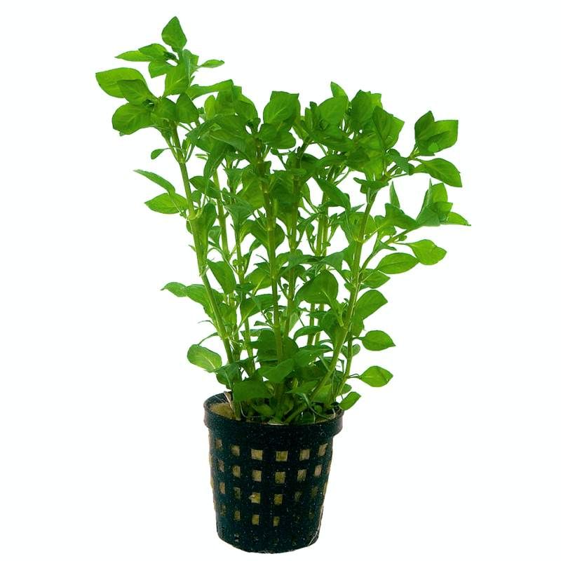 Ludwigia Palustris green