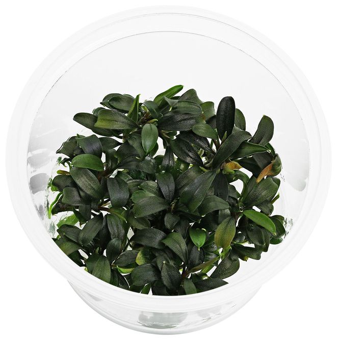 Hovedbilde  Bucephalandra sp. Brownie Invitro Akvarieplante