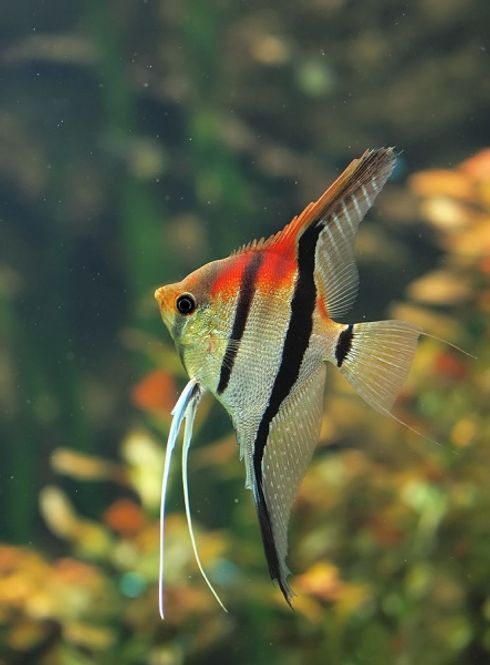 Hovedbilde Scalare Red Back F1 