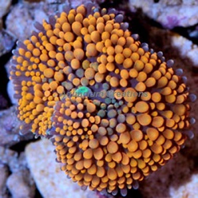 Hovedbilde Ricordea florida (Red-Orange)