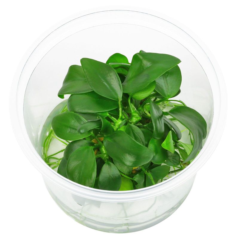 Anubias barteri var. Nana Invitro