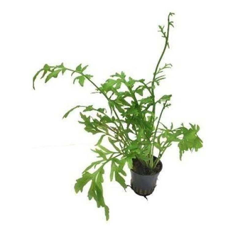 Ceratopteris cornuta (Flyteplante)