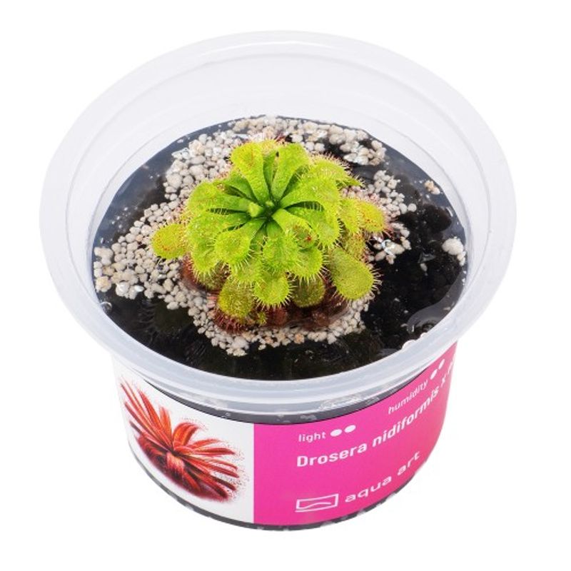 Aqua-Art Invitro Drosera nidiformis x natalensis
