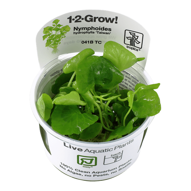 Hovedbilde Nymphoides hydrophylla 'Taiwan' 1-2 Grow