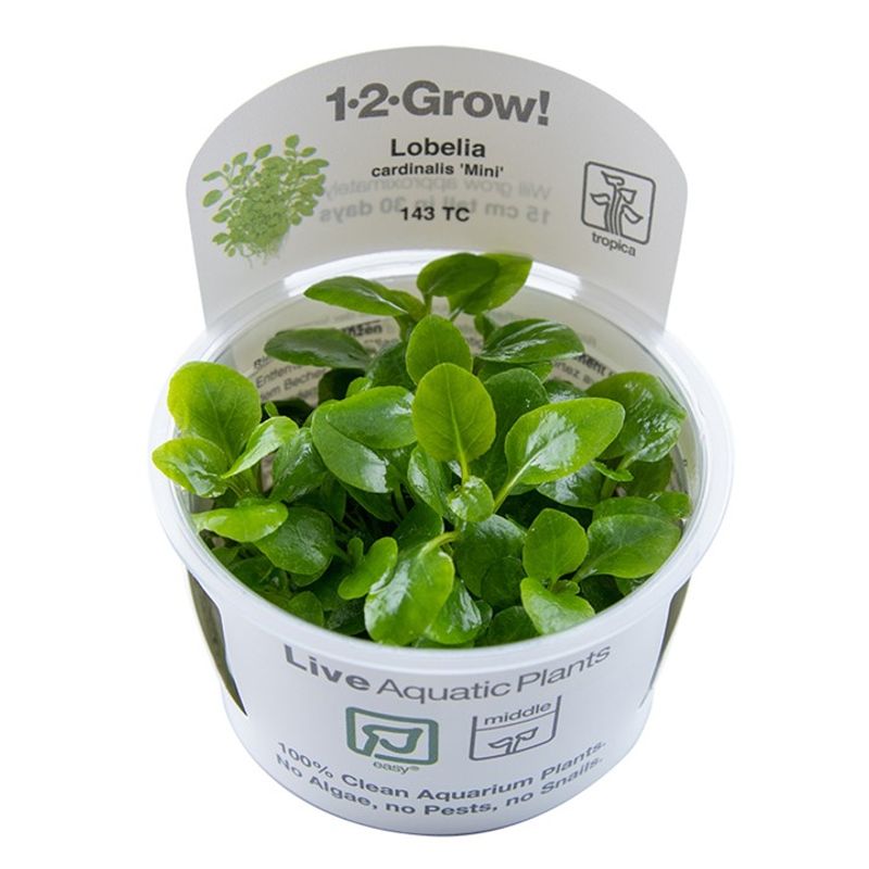 Lobelia cardinalis 'Mini' 1-2 Grow 