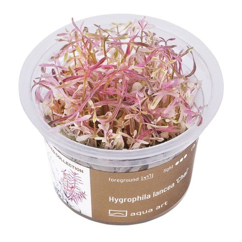Aqua-Art Invitro Hygrophila lancea 'Chai'