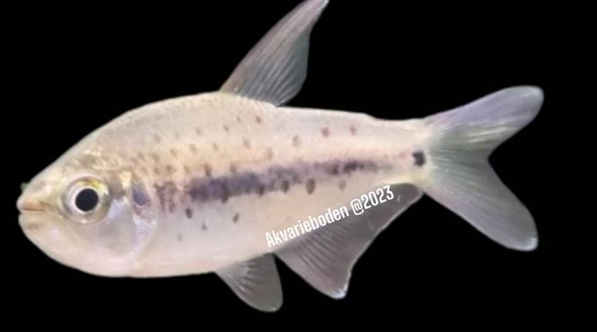 Hovedbilde Pseudochalceus kyburzi