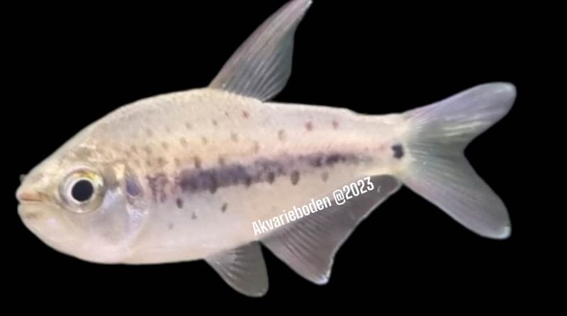 Pseudochalceus kyburzi