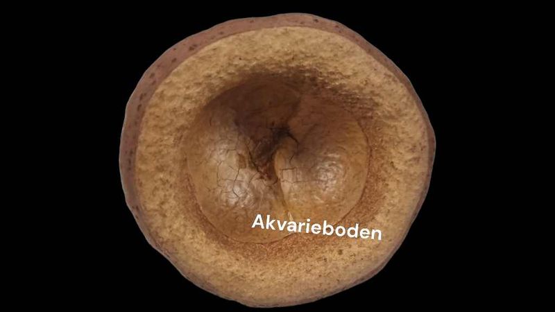 Chapeuzinho Nut of paradise lid