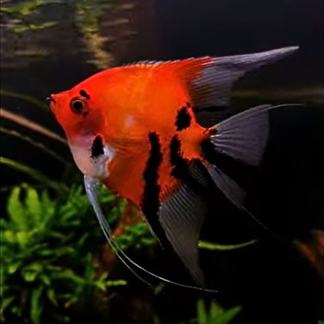 Hovedbilde Red Devil Scalare 