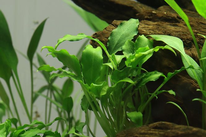 Hovedbilde Schismatoglottis prietoi 1-2 Grow