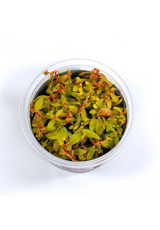 Nesea sp. Gold  Invitro 
