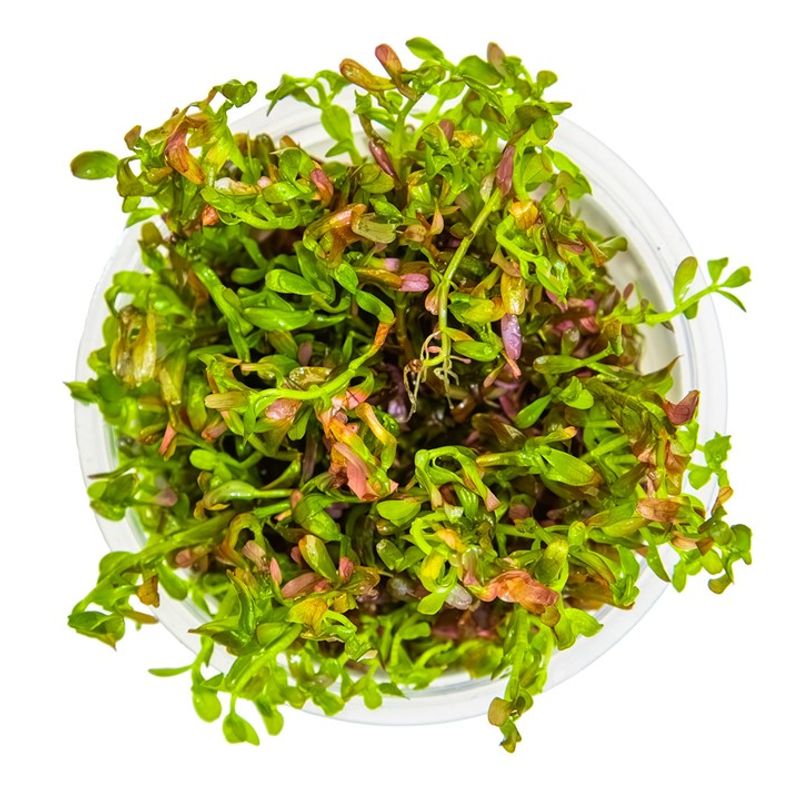 Rotala rotundifolia 'Blood Red' 1-2 Grow Invitro
