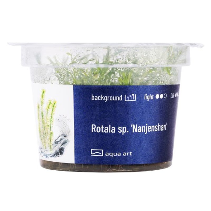 Aqua-Art Invitro Rotala sp.'Nanjenshan'