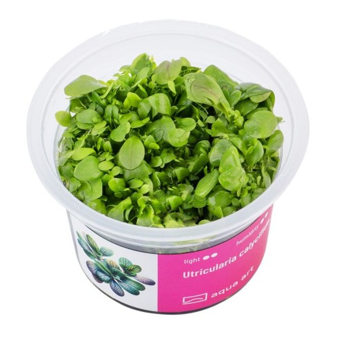 Hovedbilde Aqua-Art Invitro Utricularia calycifida