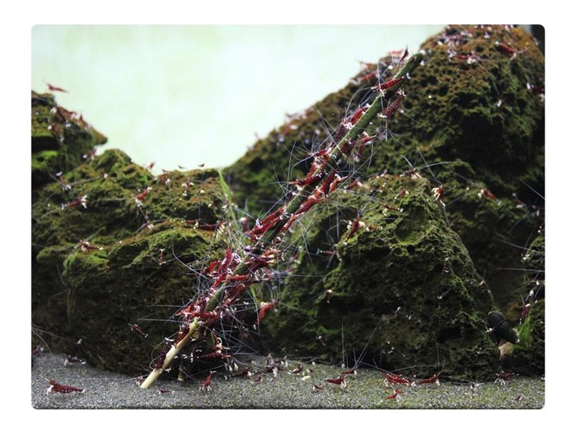 GlasGarten Shrimp Lollies 4 in 1 Power Basic Mix 8 pcs.
