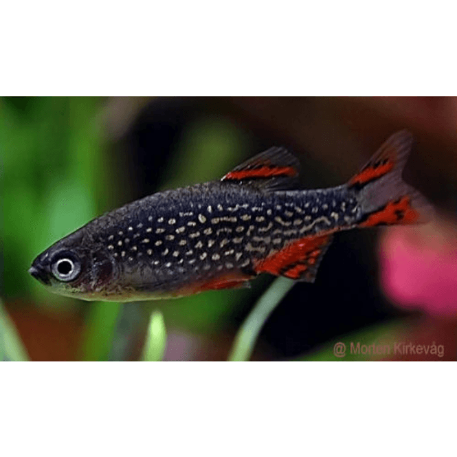 Hovedbilde Galaxy Rasbora 