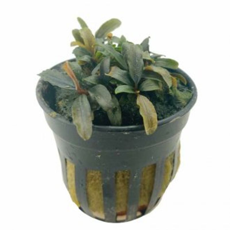 BUCEPHALANDRA CATERINA Akvarieplante