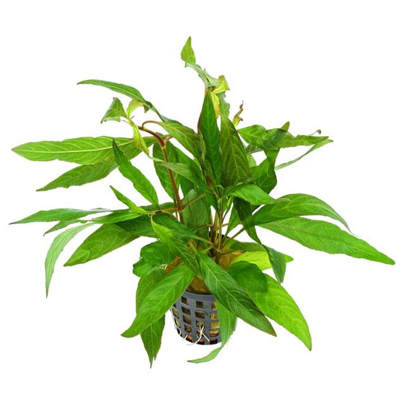 Hygrophila stricta thai