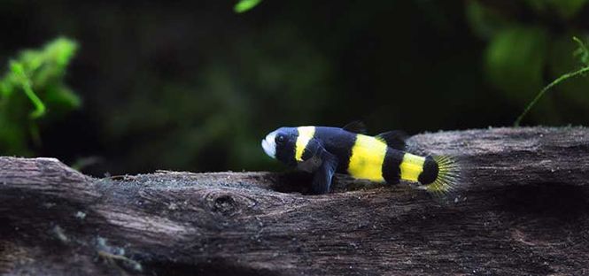 Hovedbilde Brachygobius Doriae