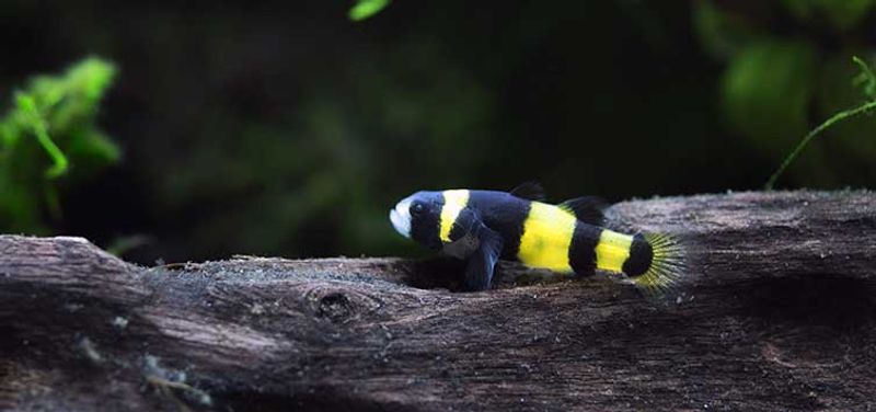 Brachygobius Doriae