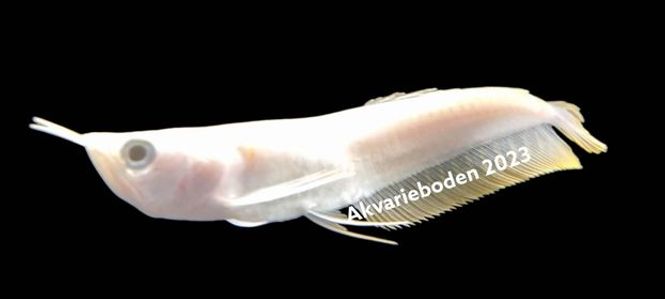 Hovedbilde Platinum  Arowana 12-15cm 