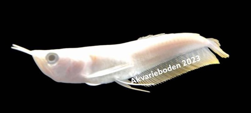 Platinum  Arowana 12-15cm 
