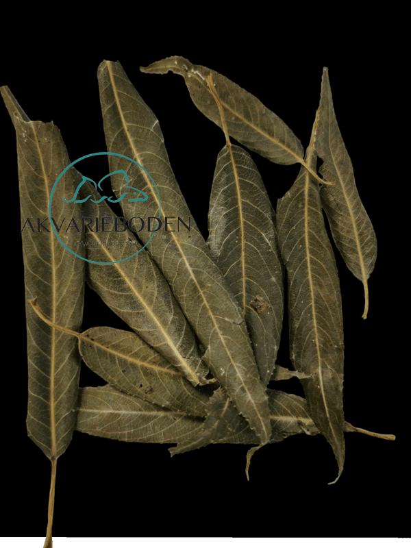 Willow leaves green 30 pieces