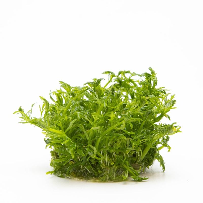 Limnophila aquatica 1-2 Grow Invitro