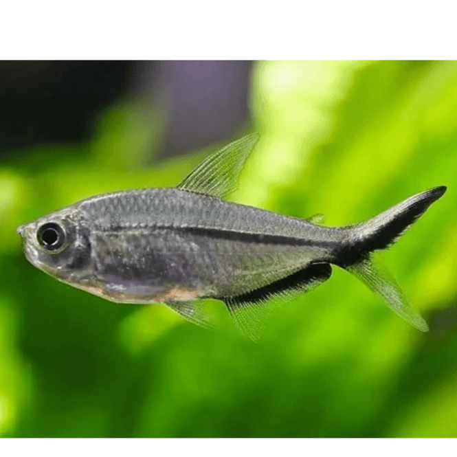 Hovedbilde Moenkhausia costae 