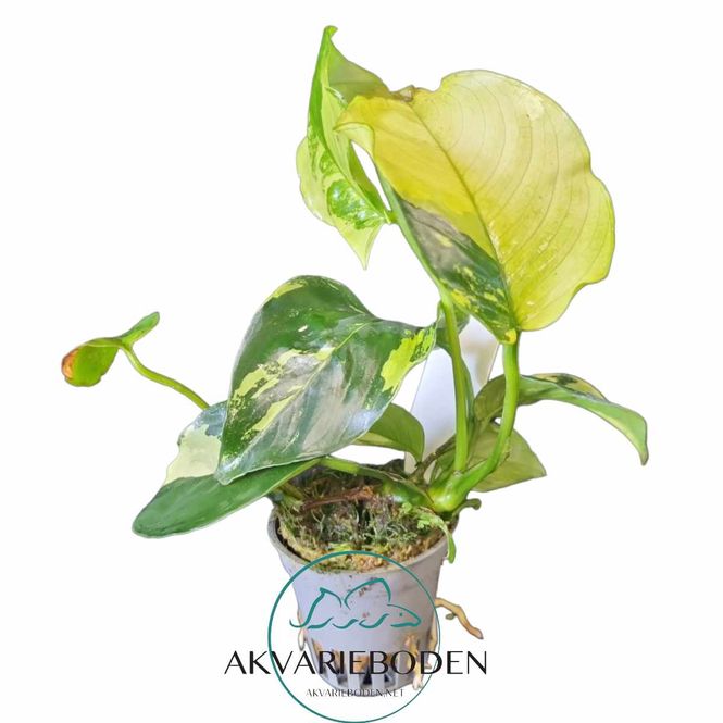 Hovedbilde Anubias Barteri  Pinto Akvarieplante