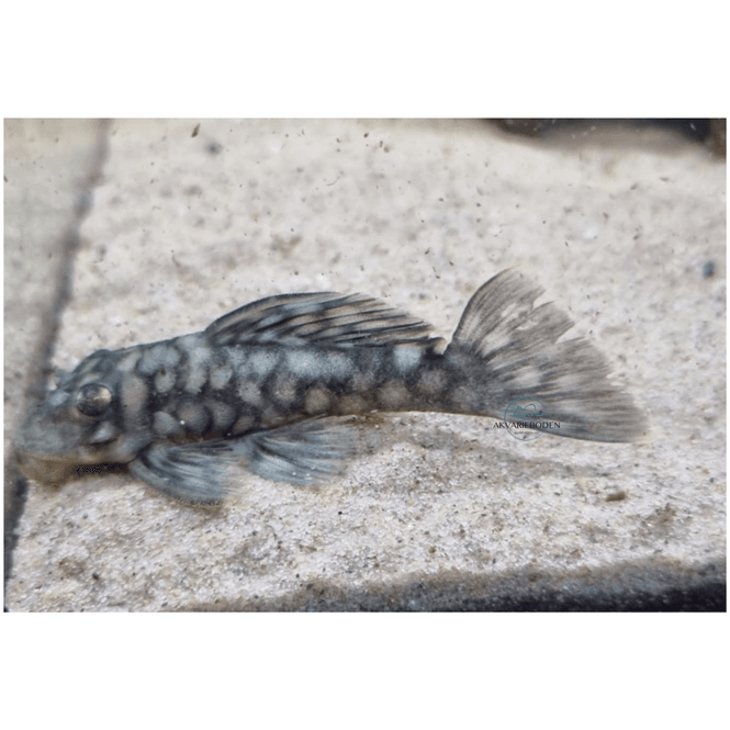 Hovedbilde L 020 Spectracanthicus zuanoni VF 6-8cm