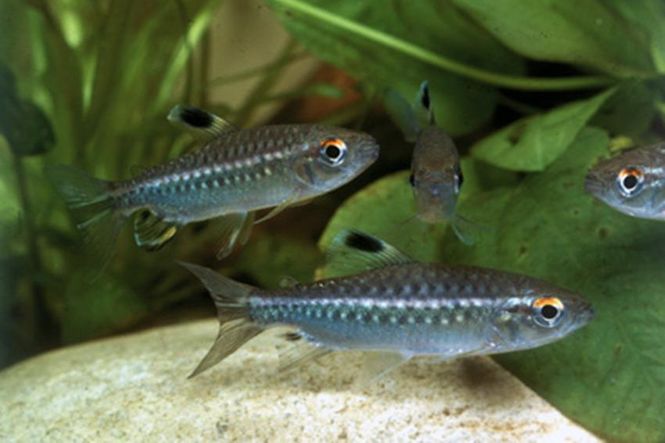 Hovedbilde Arnoldichthys spilopterus /Arnolds kongotetra  4-6cm VF 