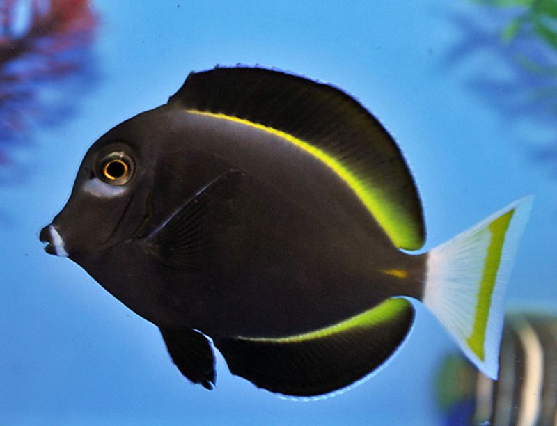 Acanthurus nigricans Whitecheek surgeonfish