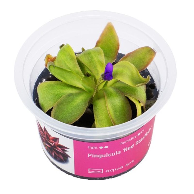 Aqua-Art Invitro Pinguicula 'Red Starfish'