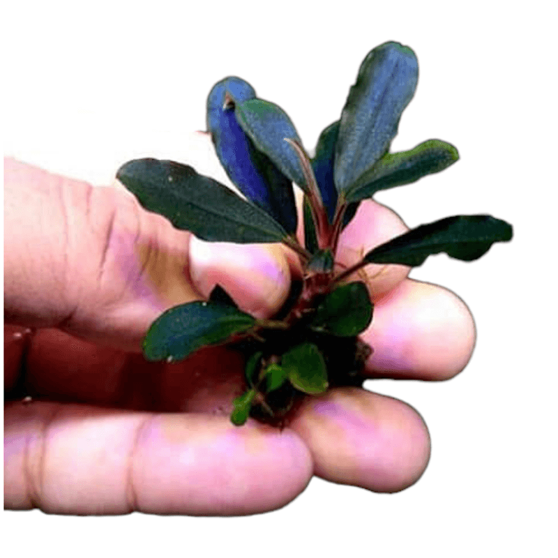 Bucephalandra Brownie Blue Invitro (sjelden)