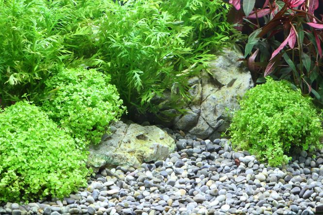 Hovedbilde DENNERLE PLANTAHUNTER NATURAL OKAVANGO 4-8mm 5KG