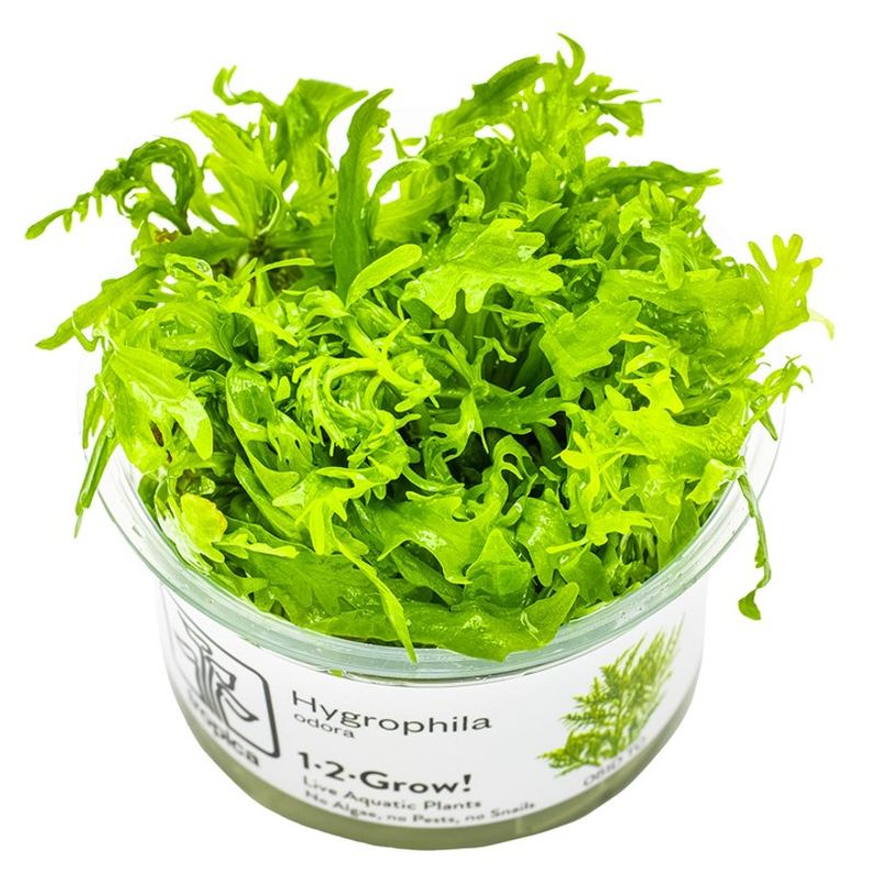 Hygrophila odora 1-2 Grow Invitro