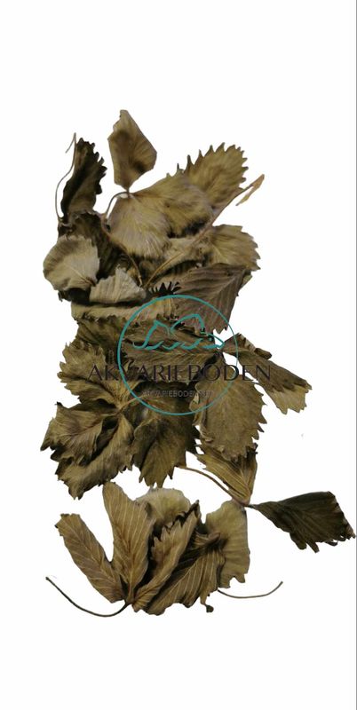 Wild strawberry leaves 30 pk