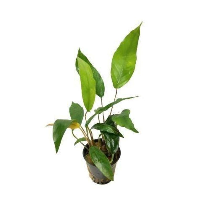 Anubias barteri glabra Akvarieplante